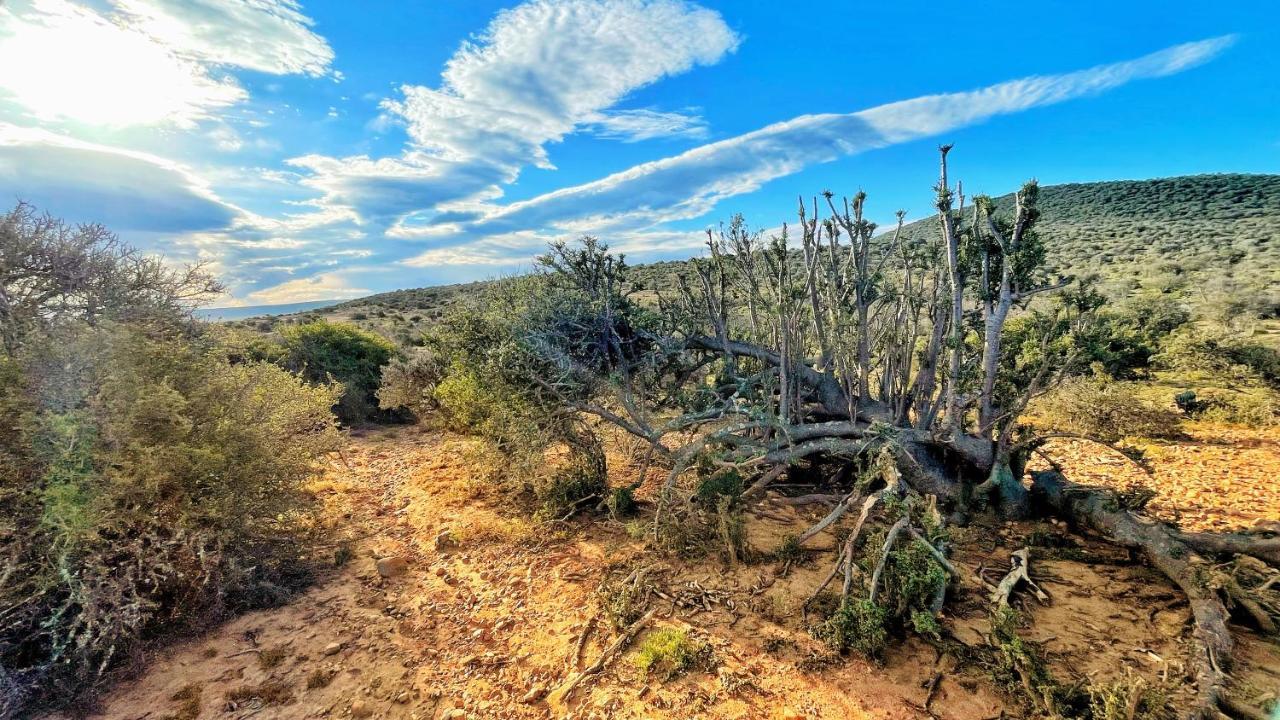 Buffelsdrift Game Lodge Oudtshoorn Exteriör bild