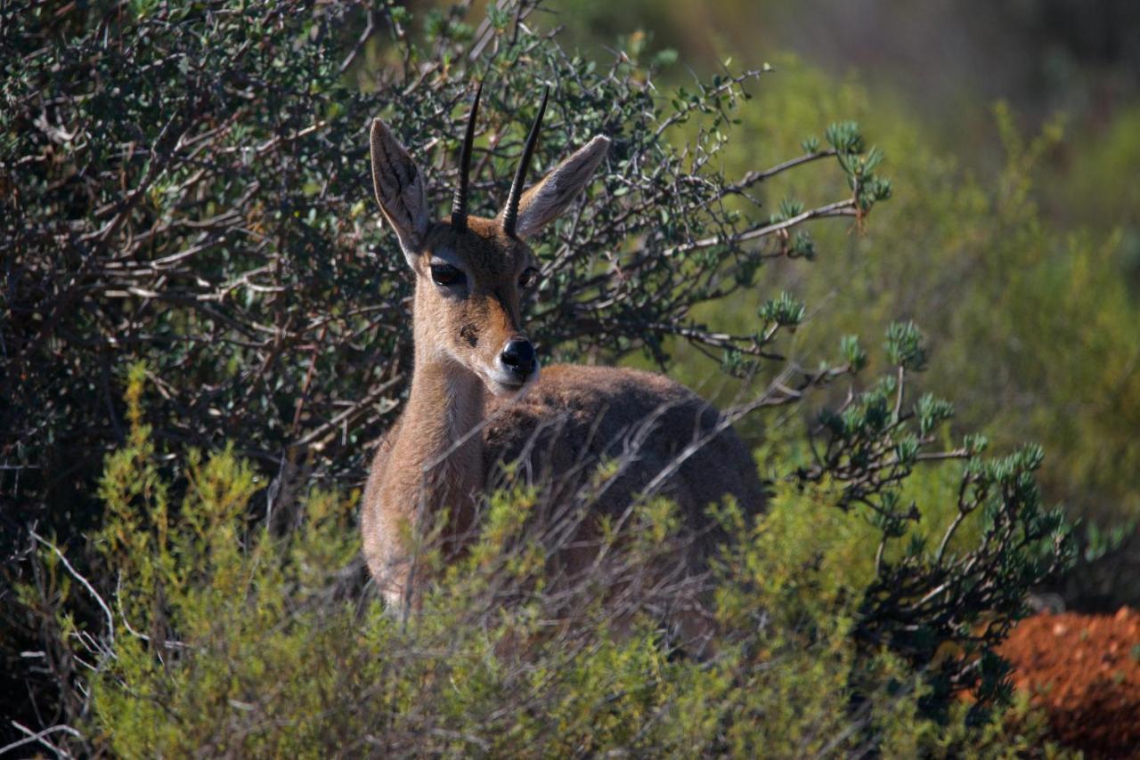 Buffelsdrift Game Lodge Oudtshoorn Exteriör bild