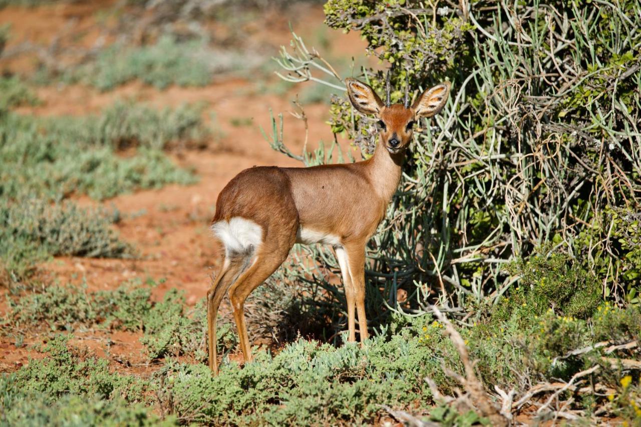 Buffelsdrift Game Lodge Oudtshoorn Exteriör bild