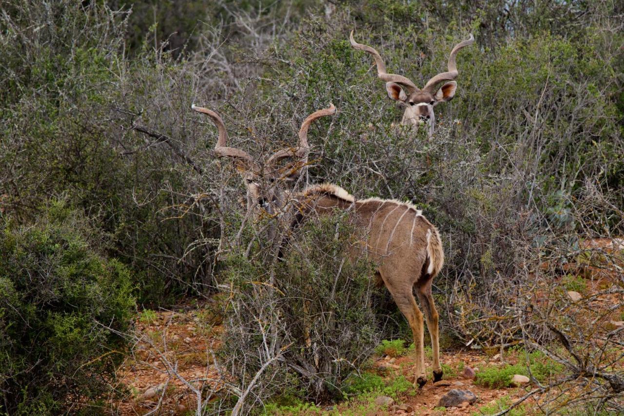 Buffelsdrift Game Lodge Oudtshoorn Exteriör bild