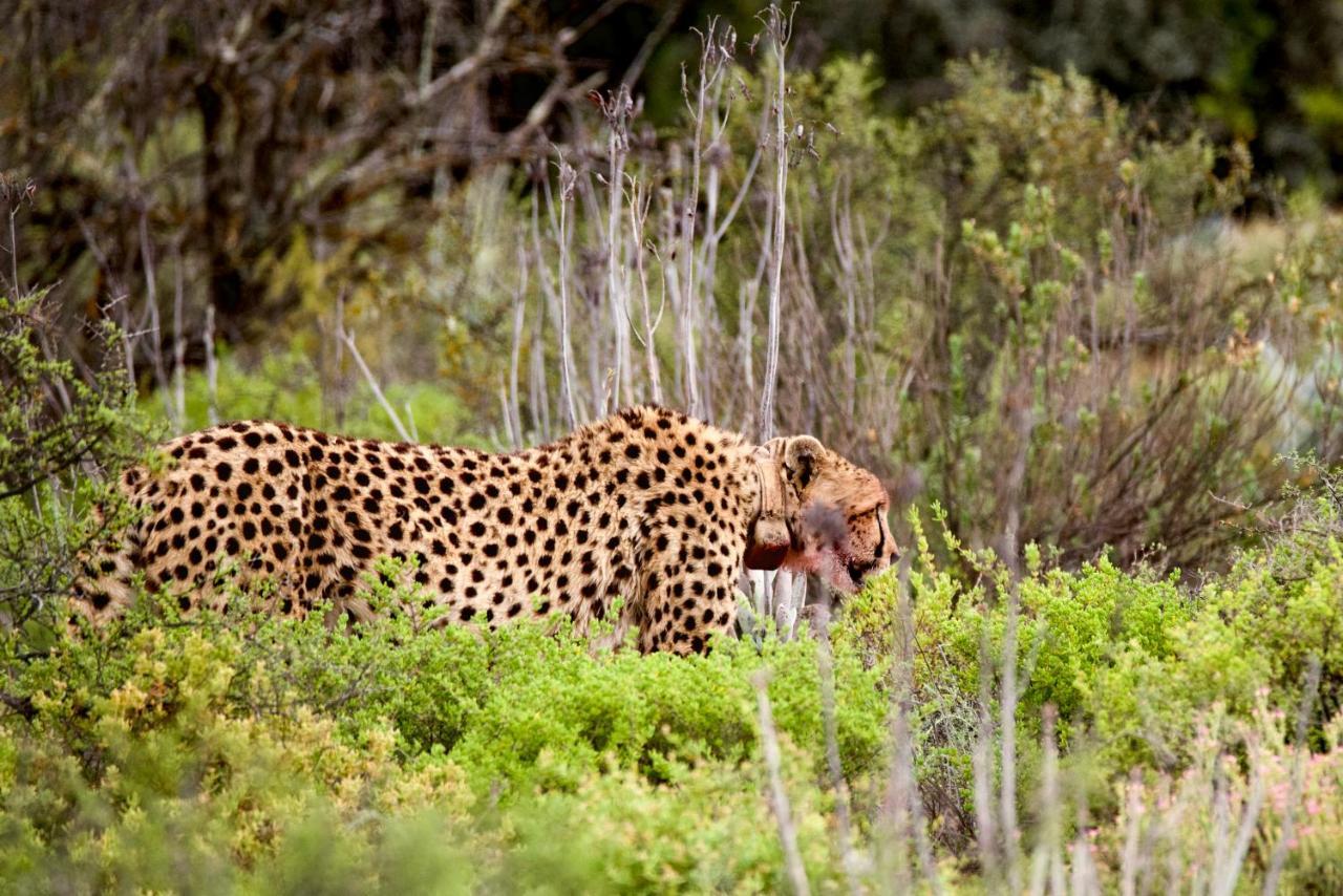 Buffelsdrift Game Lodge Oudtshoorn Exteriör bild