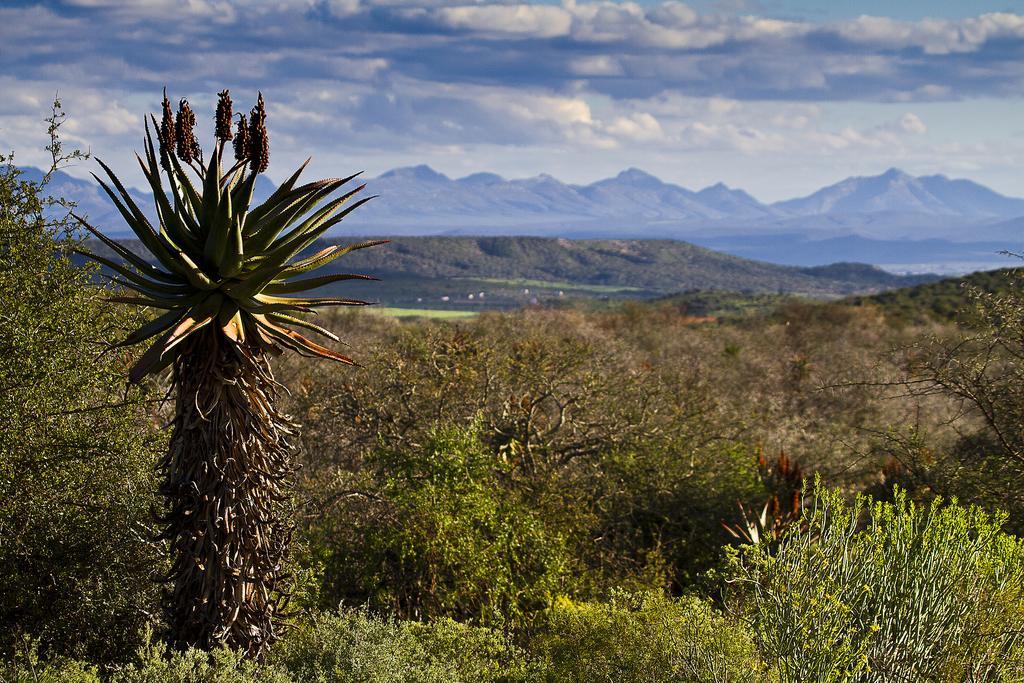 Buffelsdrift Game Lodge Oudtshoorn Exteriör bild