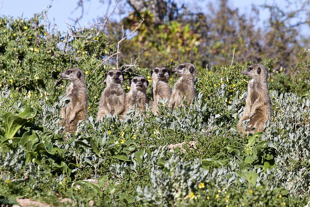 Buffelsdrift Game Lodge Oudtshoorn Exteriör bild